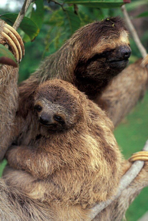 b60m2d-three-toed-sloth-with-young-corcovado-national-park-costa-rica