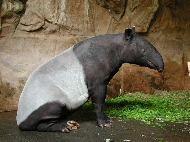 tapir20chepr202-6984718