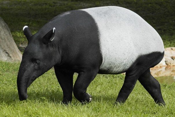 tapir20chepr203-3786748