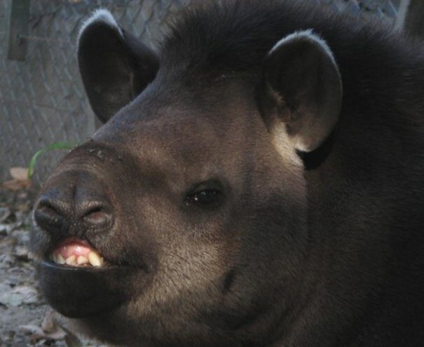 tapir20gor201-2375924