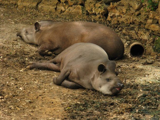 tapir20gor202-4011947