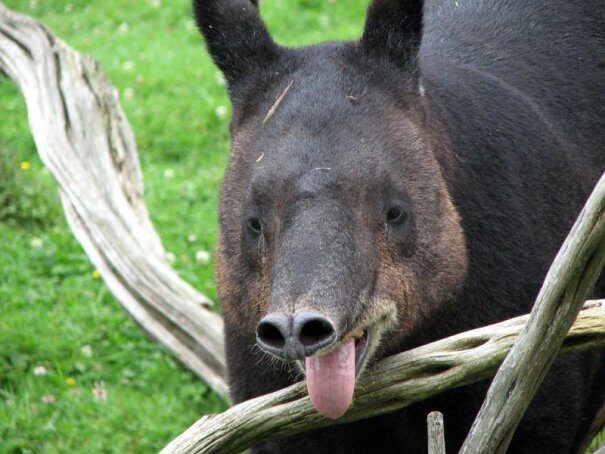 tapir20ravn201-2914794