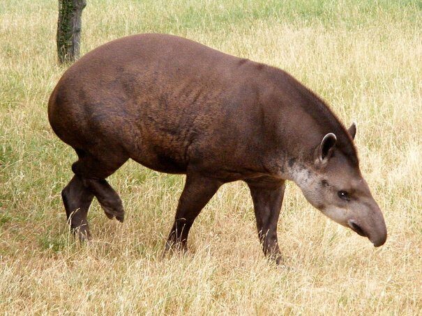 tapir20ravn202-7011160