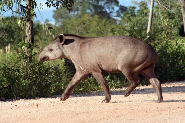 tapir20ravn203-9026044