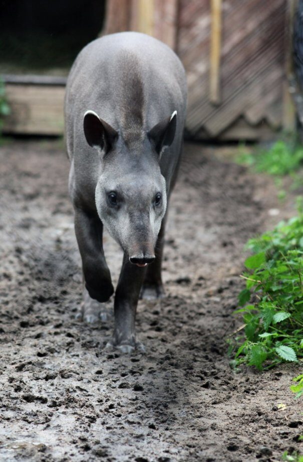 tapir20centr201-7671494