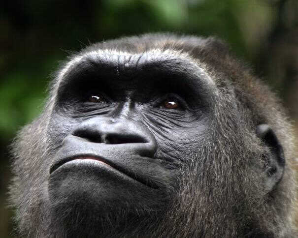 gorilla-looking-up-in-the-sky