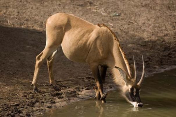 roan-antelope-drinking-hippotragus-equinus-reserve-de-bandia-senegal