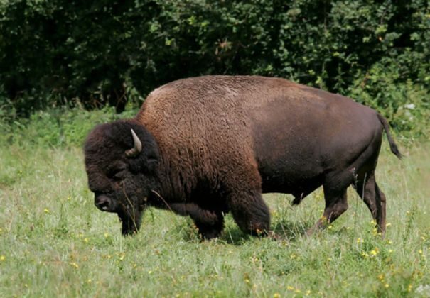 bizon-americky1-7233435