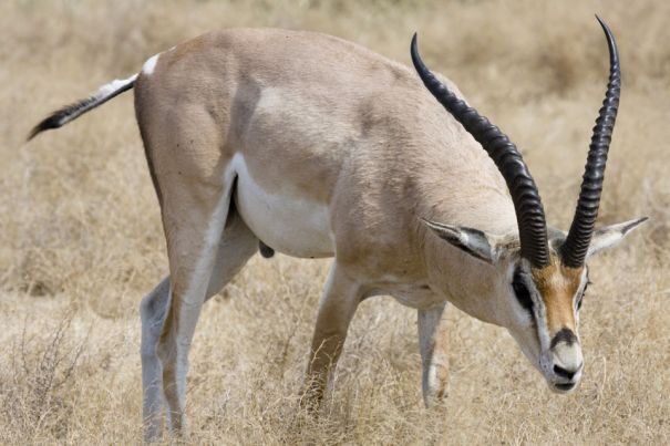 mannliche-grant-gazelle-im-ngorongoro-krater