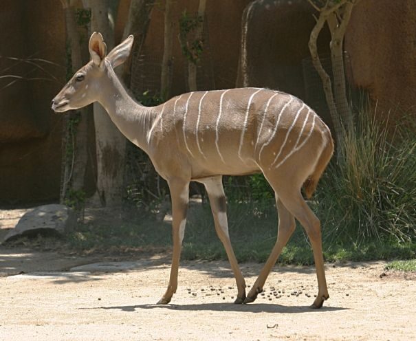 kudu-maliu1-9985967