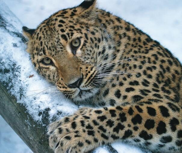 leopard201-7446107