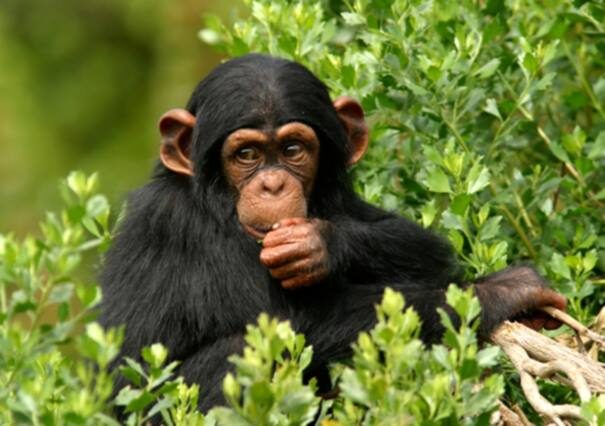 baby-chimpanzee-in-trees